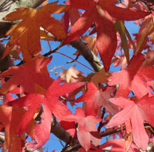 edinburgh leaves