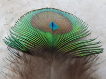 feather
