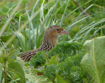corncrake