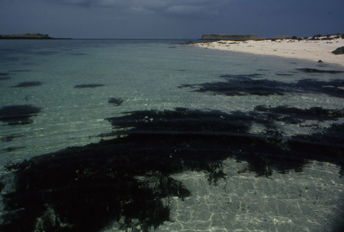 shallows