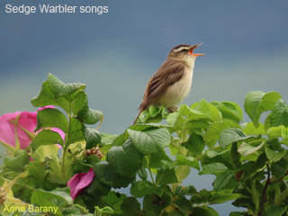 Sedge warbler singing