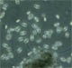 ciliates