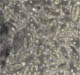 paramecium